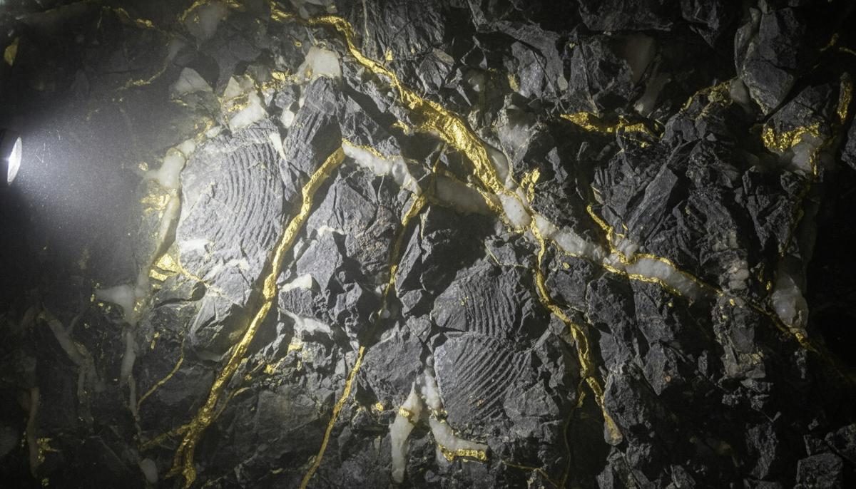 Срез горной породы в шахте, демонстрирующий богатые жилы золота и кварца в темном камне.