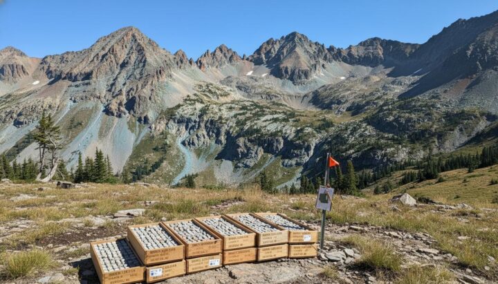 Domestic Metals расширяет разведку в Монтане после высоких проб золота и меди